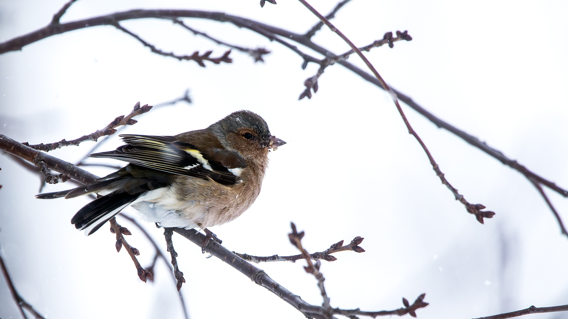 Common Chaffinch
